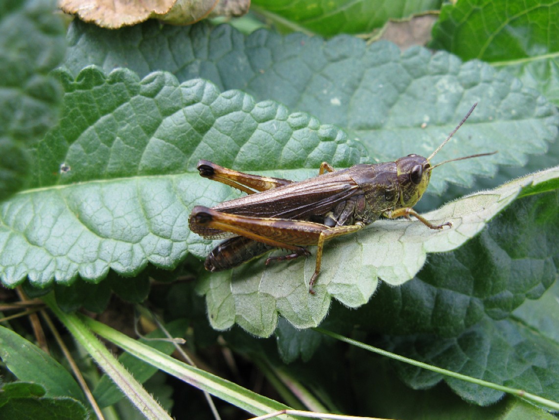 Ortotteri delle Orobie valtellinesi (Sondrio)